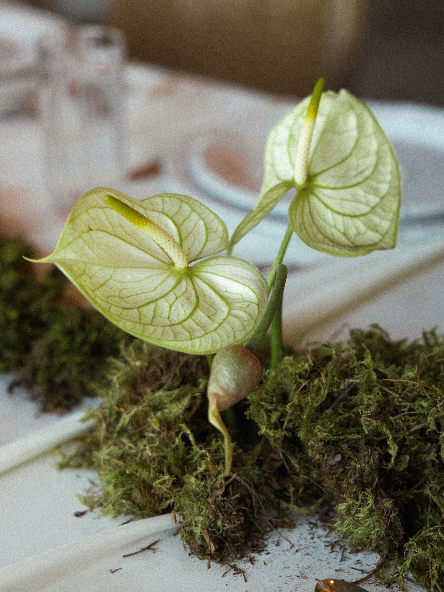 White anthurium blooms nestled in moss